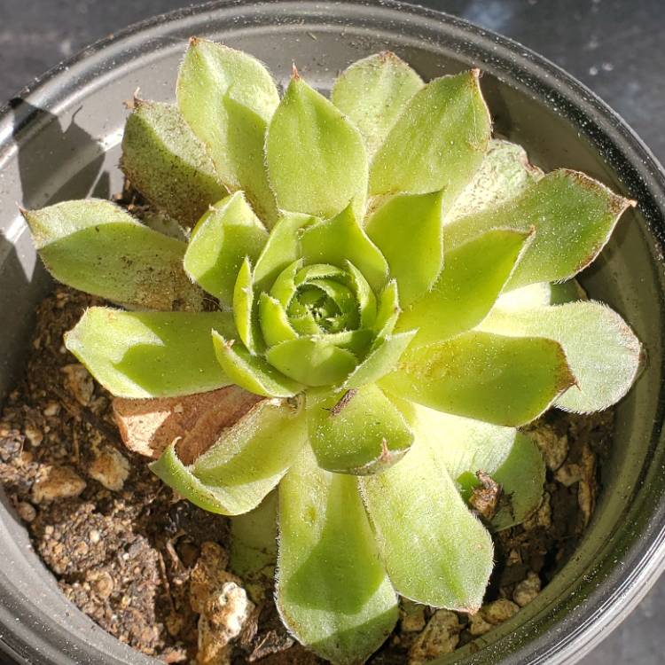 Plant image Sempervivum Plum Parvait