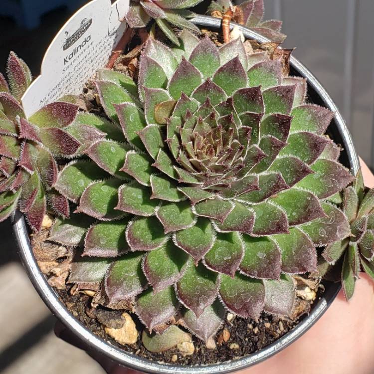 Plant image Sempervivum Kalinda