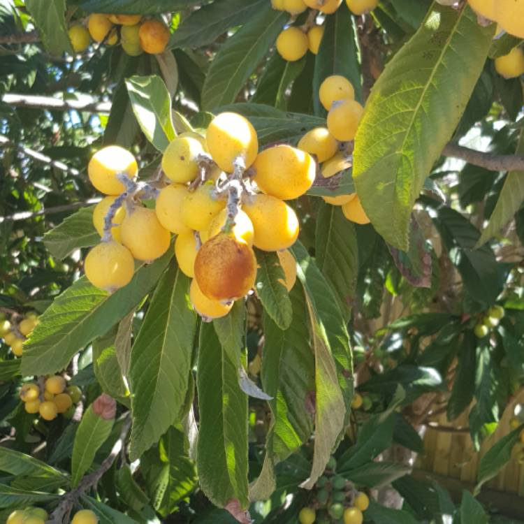 plant image 1192220