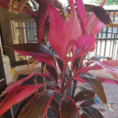 Kylie's garden