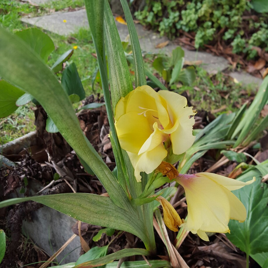 plant image 25121