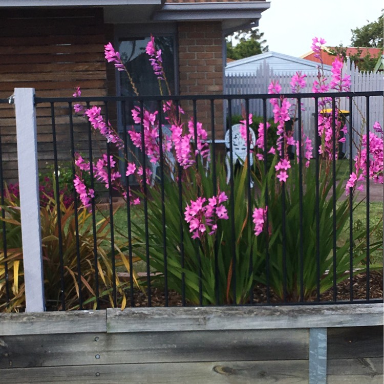 Plant image Watsonia borbonica