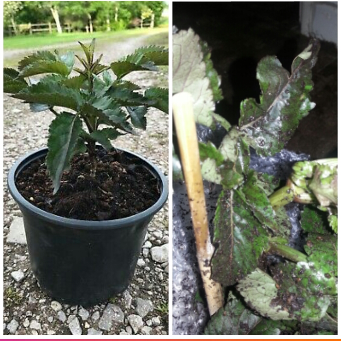 plant image 1090229