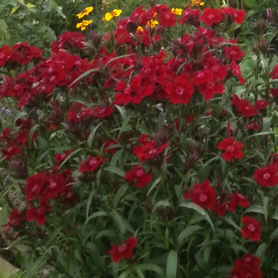 Plant image Dianthus