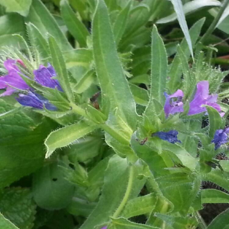 Plant image Penstemon 'Heavenly Blue'