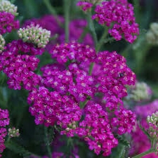 Plant image Achillea millefolium 'Cassis'