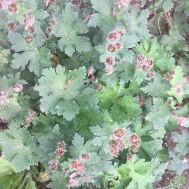 Himalayan Cranesbill