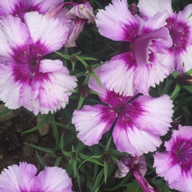 Garden Pink