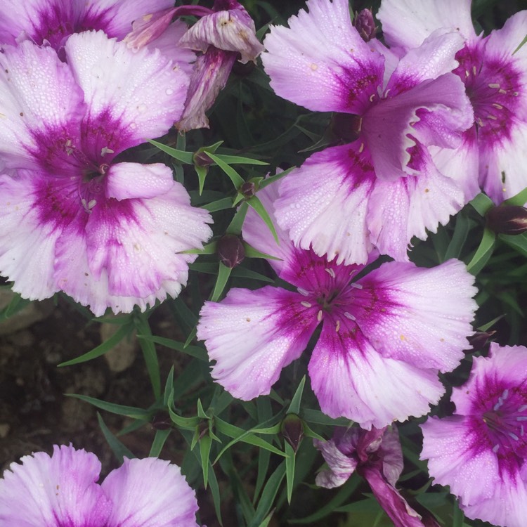 plant image 1359922