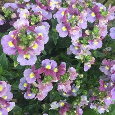 Nemesia