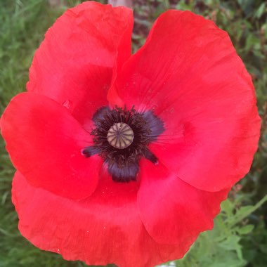 Opium Poppy