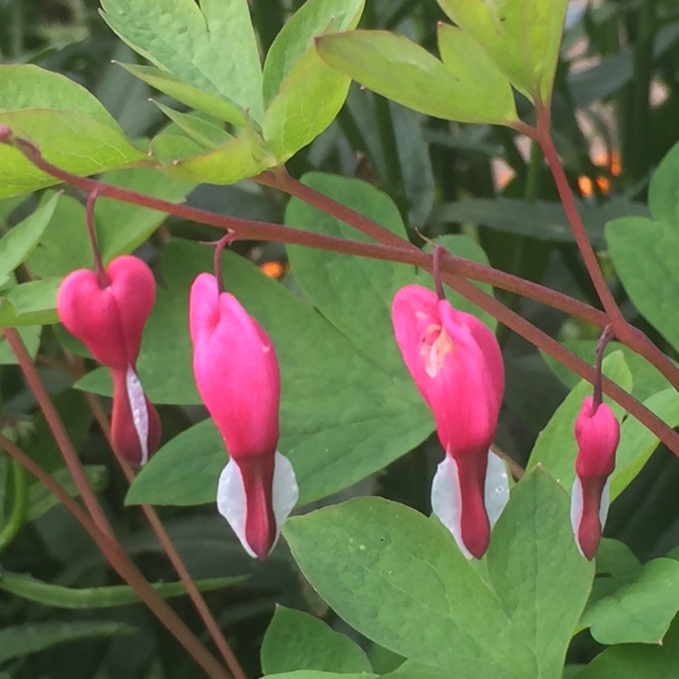 plant image 1359963
