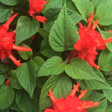 Salvia 'Fireball'