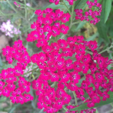 Achillea 'Cassis'