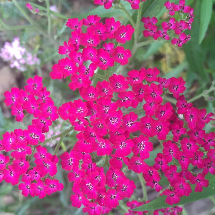 plant image 1359967