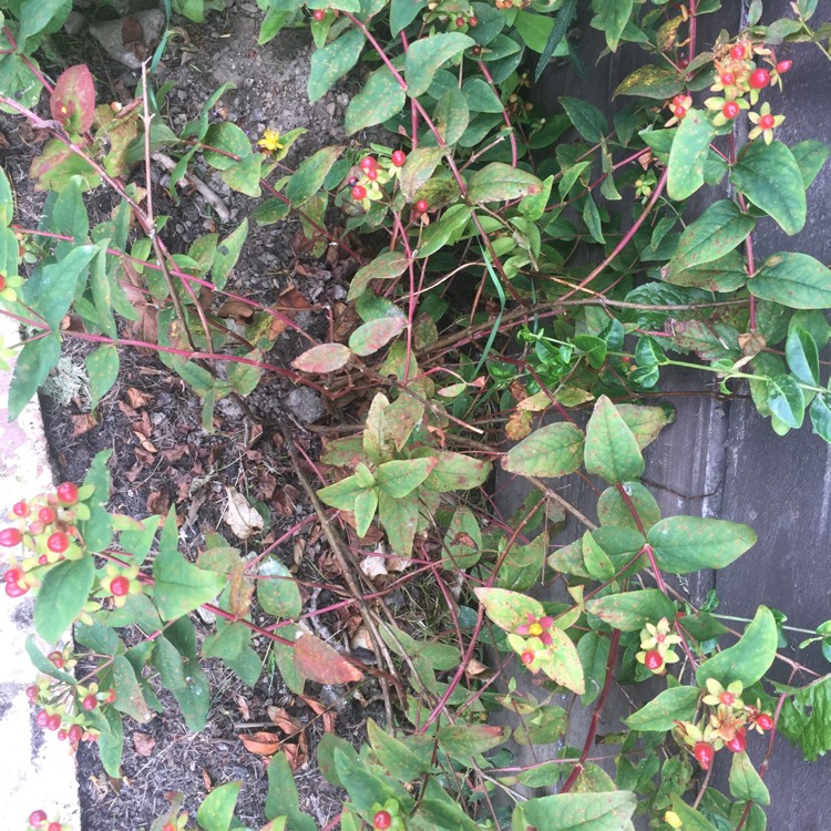 plant image 1359971