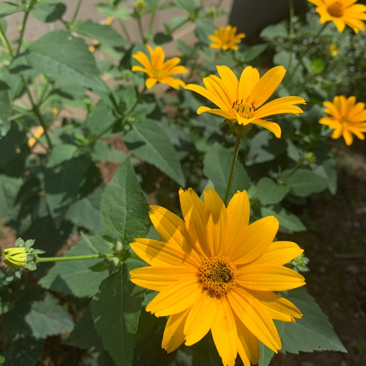 Plant image Heliopsis