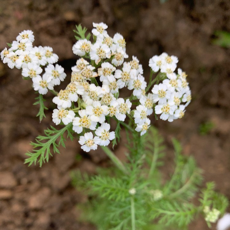 Plant image Achillea decolorans