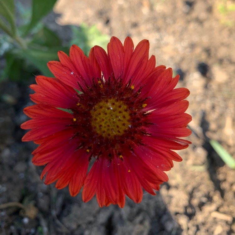 Plant image Gaillardia x grandiflora 'Burgunder' syn. Gaillardia 'Burgunder', Gaillardia x grandiflora 'Burgundy', Gaillardia 'Burgundy'