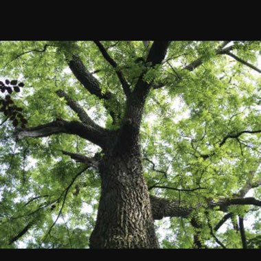 Juglans Nigra