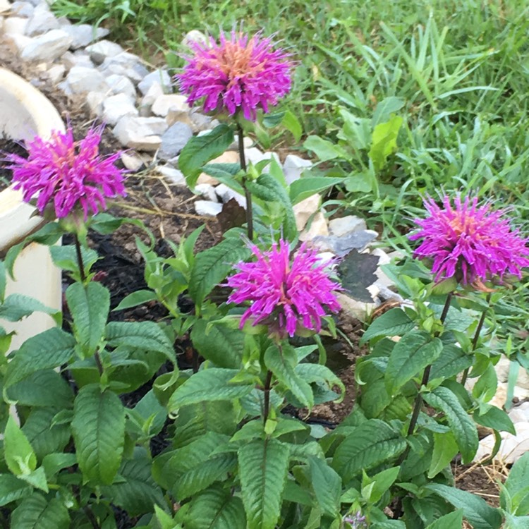 Plant image Monarda 'Pink Lace'