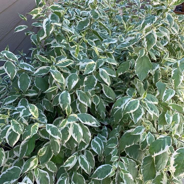 Plant image Cornus alba 'Sibirica Variegata'