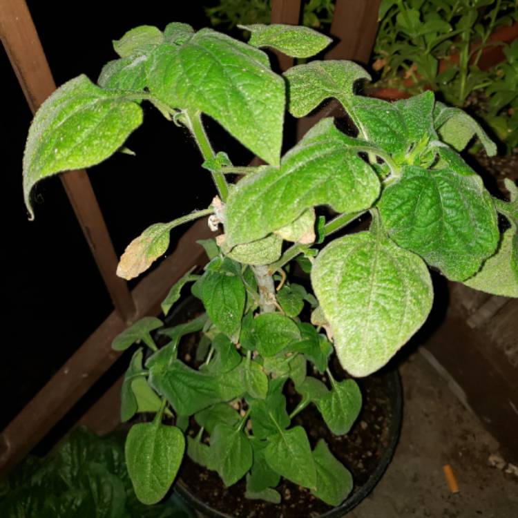 plant image 833935 plant image 833935
