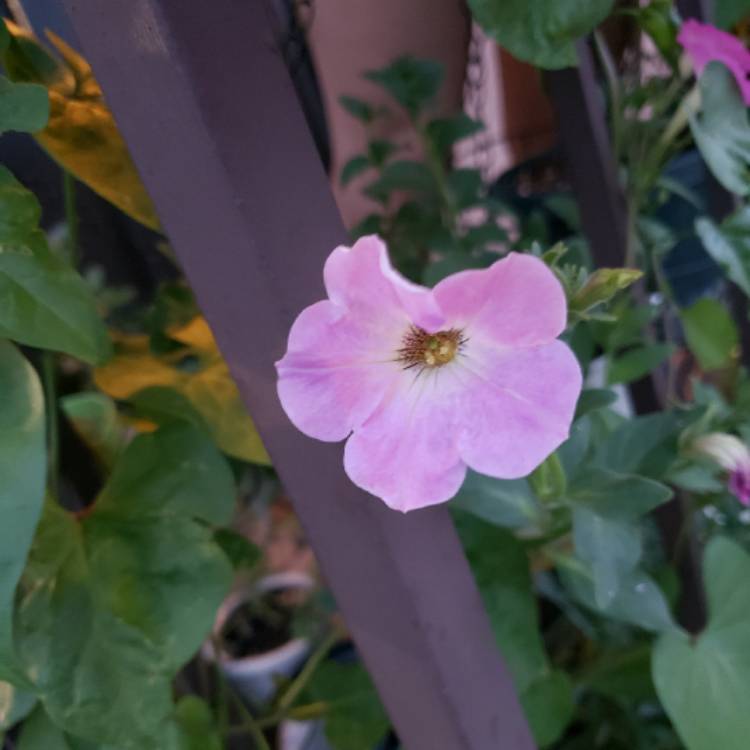plant image 838836