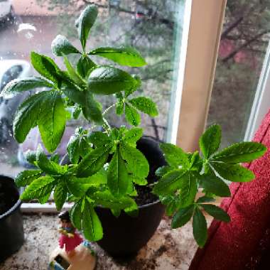 Cleome