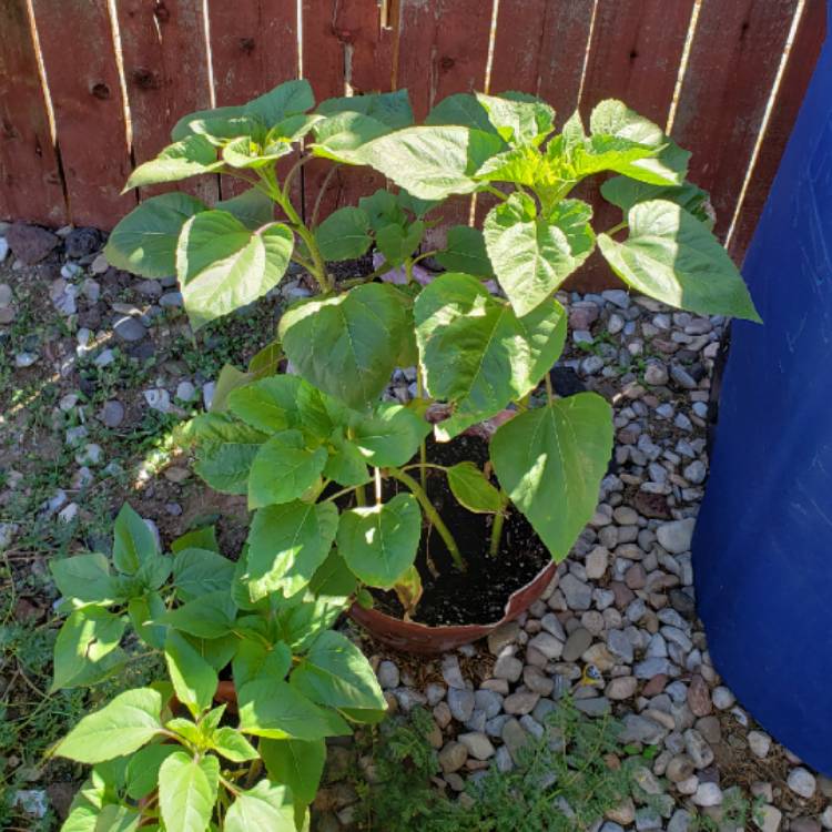 plant image 845908 plant image 845908