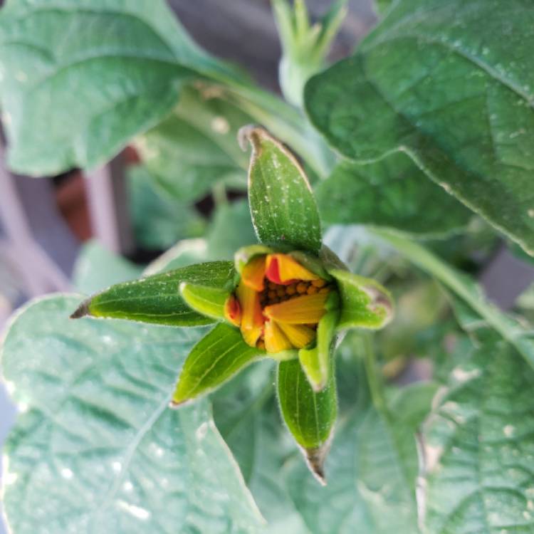 plant image 846770 plant image 846770