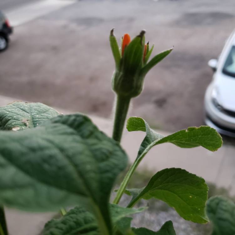 plant image 846780 plant image 846780