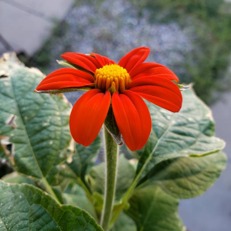 plant image 847785 plant image 847785