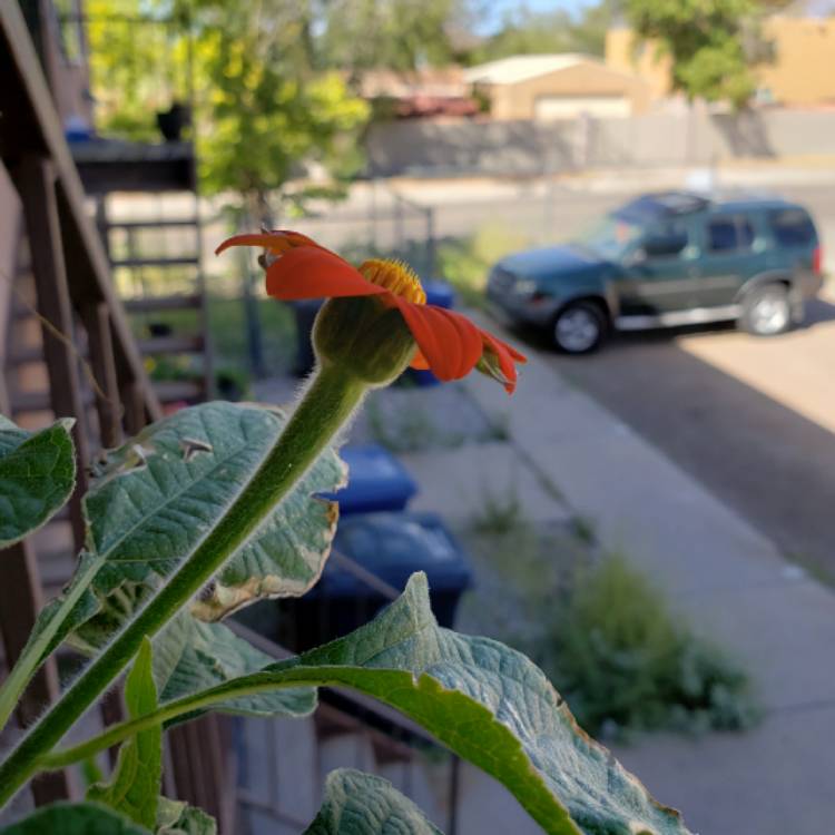 plant image 847788 plant image 847788