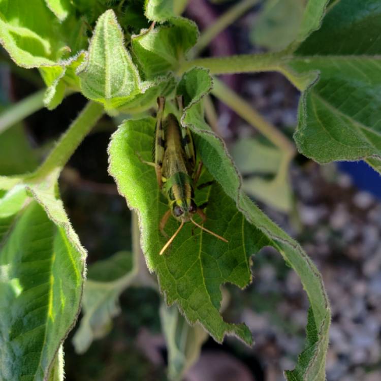 plant image 848226 plant image 848226