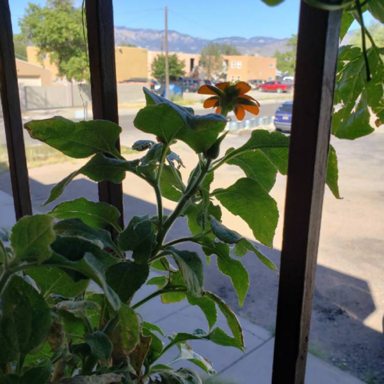 plant image 848229 plant image 848229