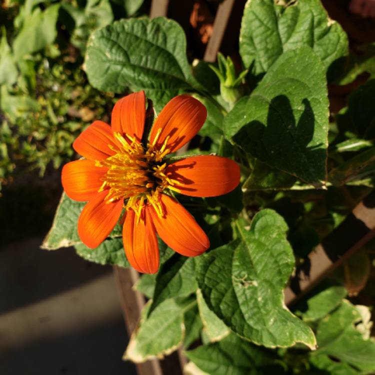 plant image 849314 plant image 849314