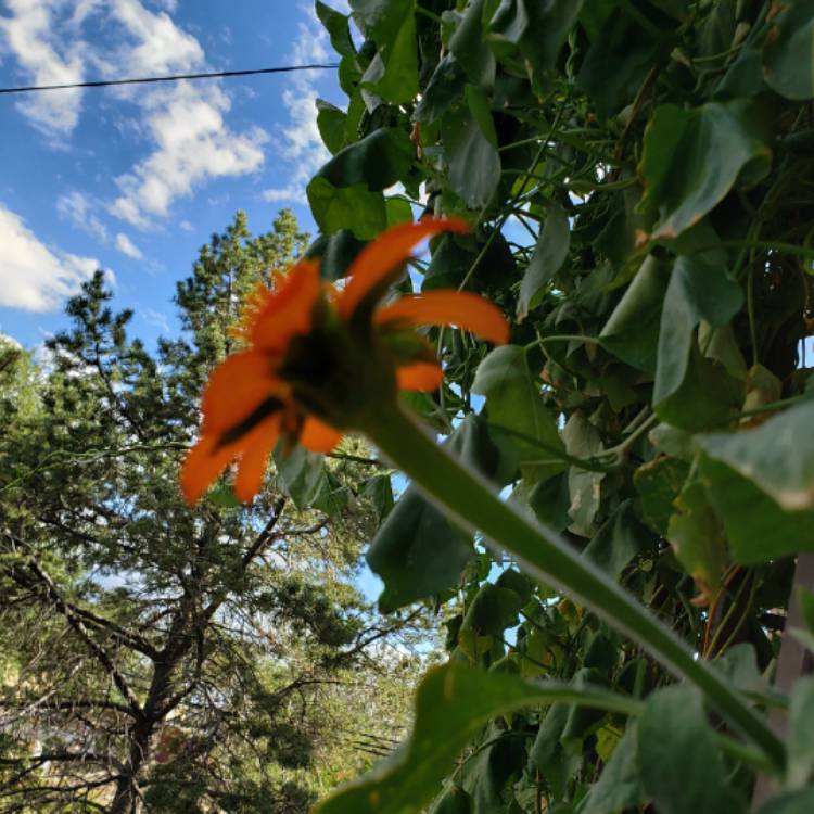 plant image 850187 plant image 850187