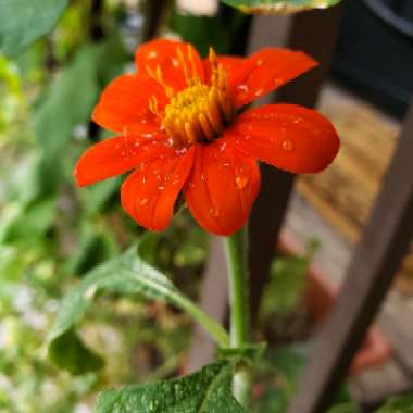 Tithonia rotundifolia syn Tithonia speciosa