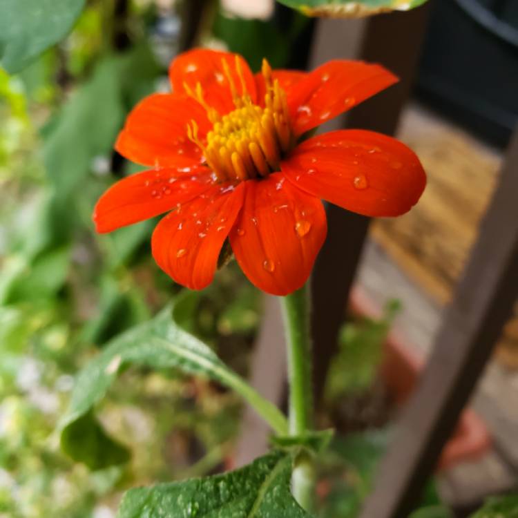 plant image 852428 plant image 852428