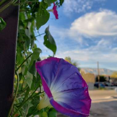 Ipomoea