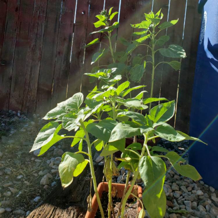 plant image 855987 plant image 855987
