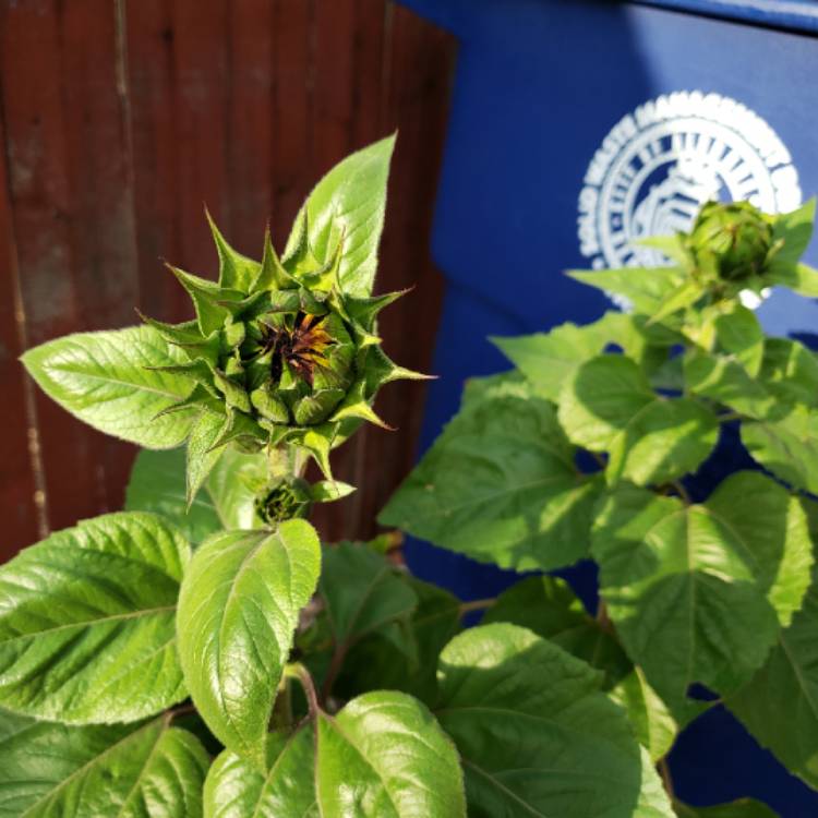 plant image 856632 plant image 856632