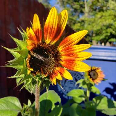 Helianthus Annuus 'Sunspot'