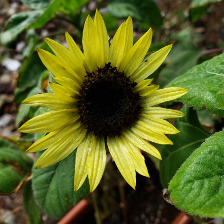 plant image 862904 plant image 862904