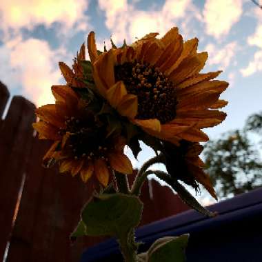 Helianthus annuus 'Ruby Sunset'