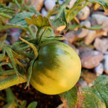 Solanum lycopersicum  syn. Lycopersicon lycopersicum