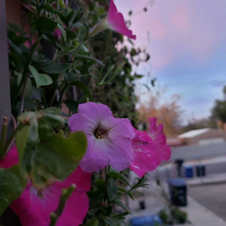 plant image 878749