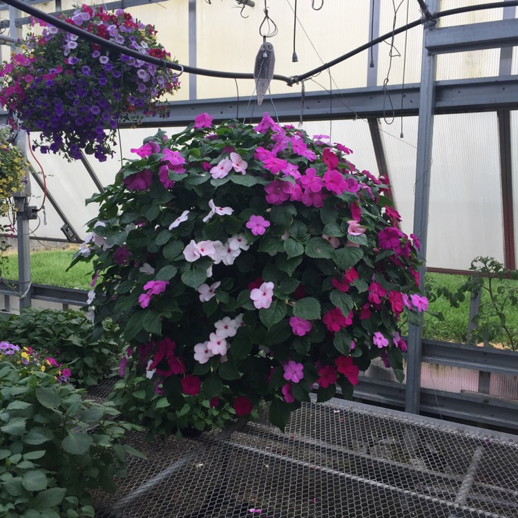 plant image 709107