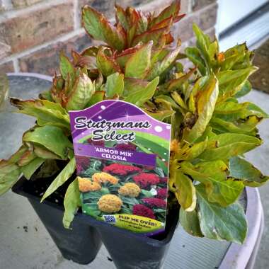 Feather Celosia (Plumosa Group)